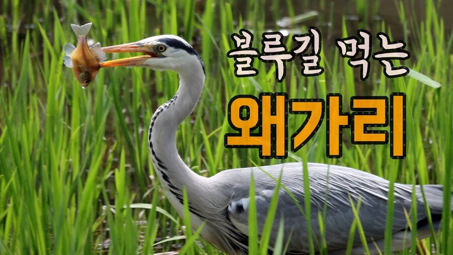 우리나라에서 어느순간 생태계 교란종 뉴스가 시들해진이유_6.jpg