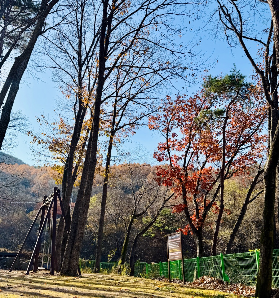 달성군 비슬산 자연휴양림_15.jpeg