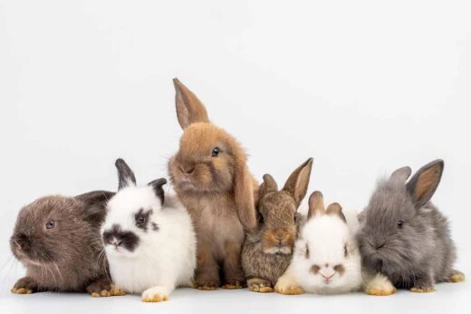 공포 소설의 무시무시했던 토끼들_4.png