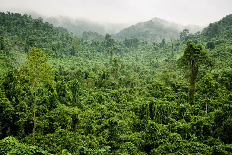 몽골제국의 최대장점이던 기병이 베트남원정당시 무력화됬던 이유_1.jpg