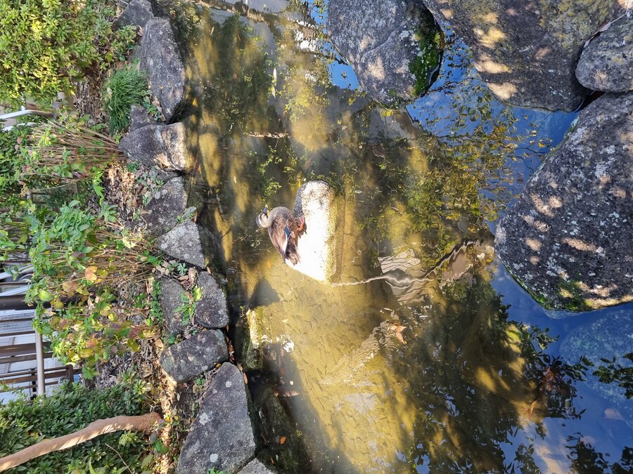 일본 워홀 27일차 시모키타자와 탐방 로지우라 카레 사무라이 & 모스크 커피_5.jpg