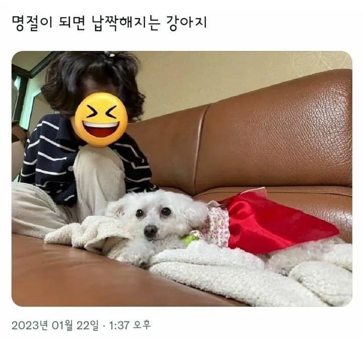 조카가 하도 쓰다듬어서 납작해진 강아지_2.webp