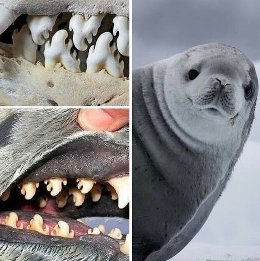 게잡이물범의 특이한 이빨🦷_1.jpg