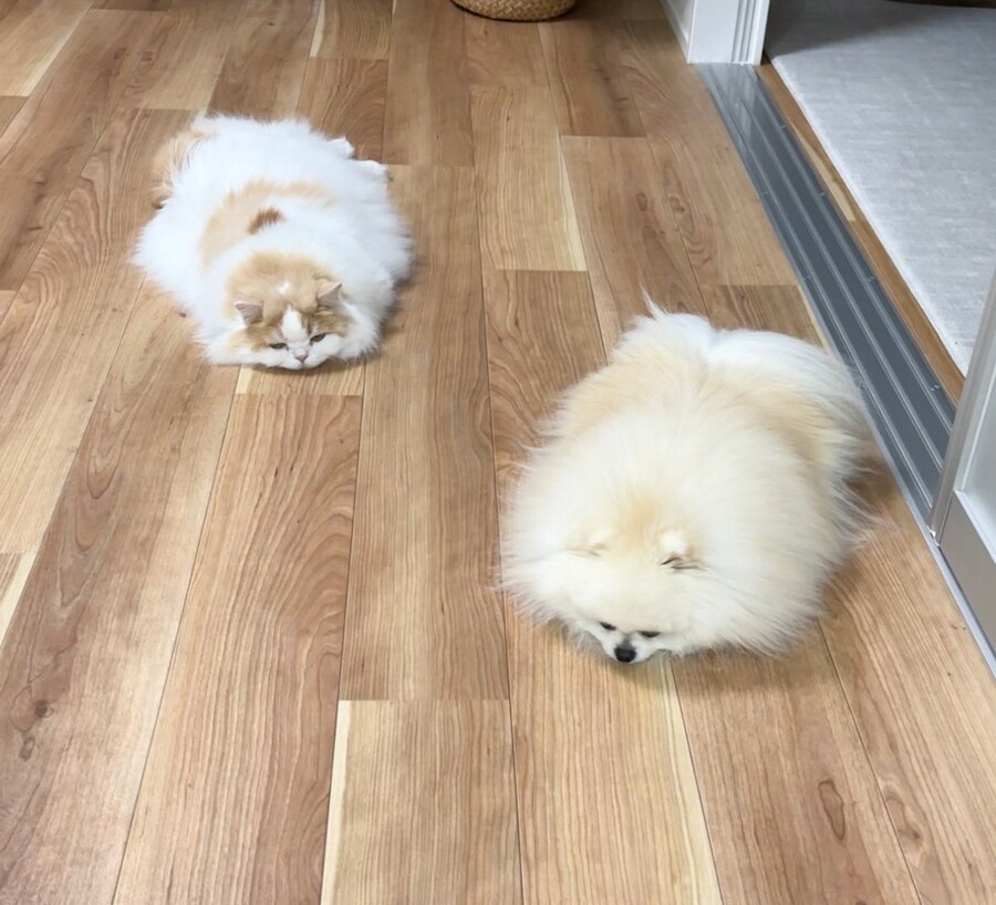 고양이집에 입양된 작은 포메는.jpg_4.jpg