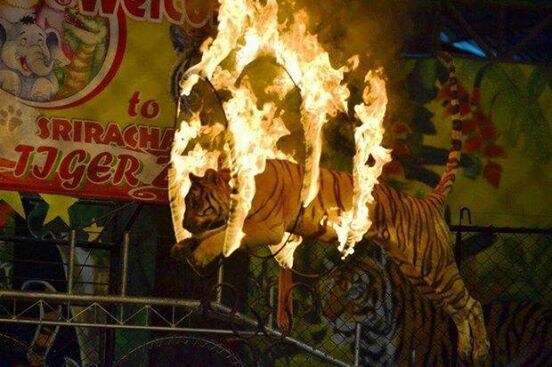 현재 야구 기아팬들 상황_1.jpg