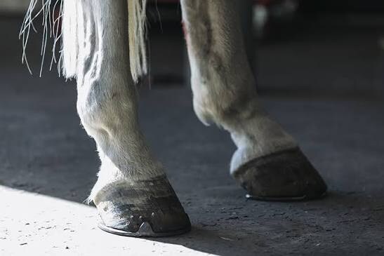 [주토피아2] 전투력 엄청 높은데 그게 납득감.jpg_1.jpg