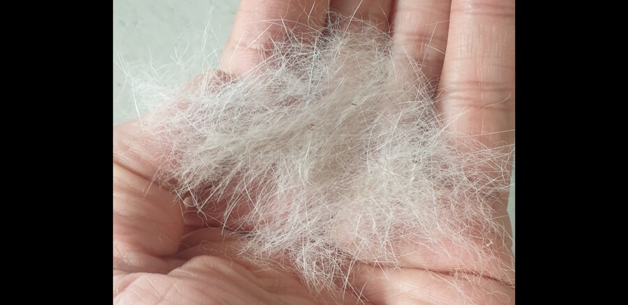 무지개 다리를 건너간 반려동물이 보고싶은 순간_1.jpg