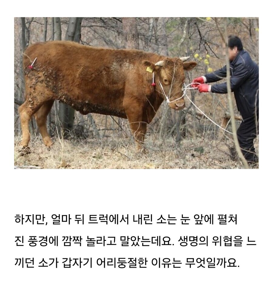 소는 도살장에 끌려가기전 자신의 죽음을 직감한다.jpg_2.jpg