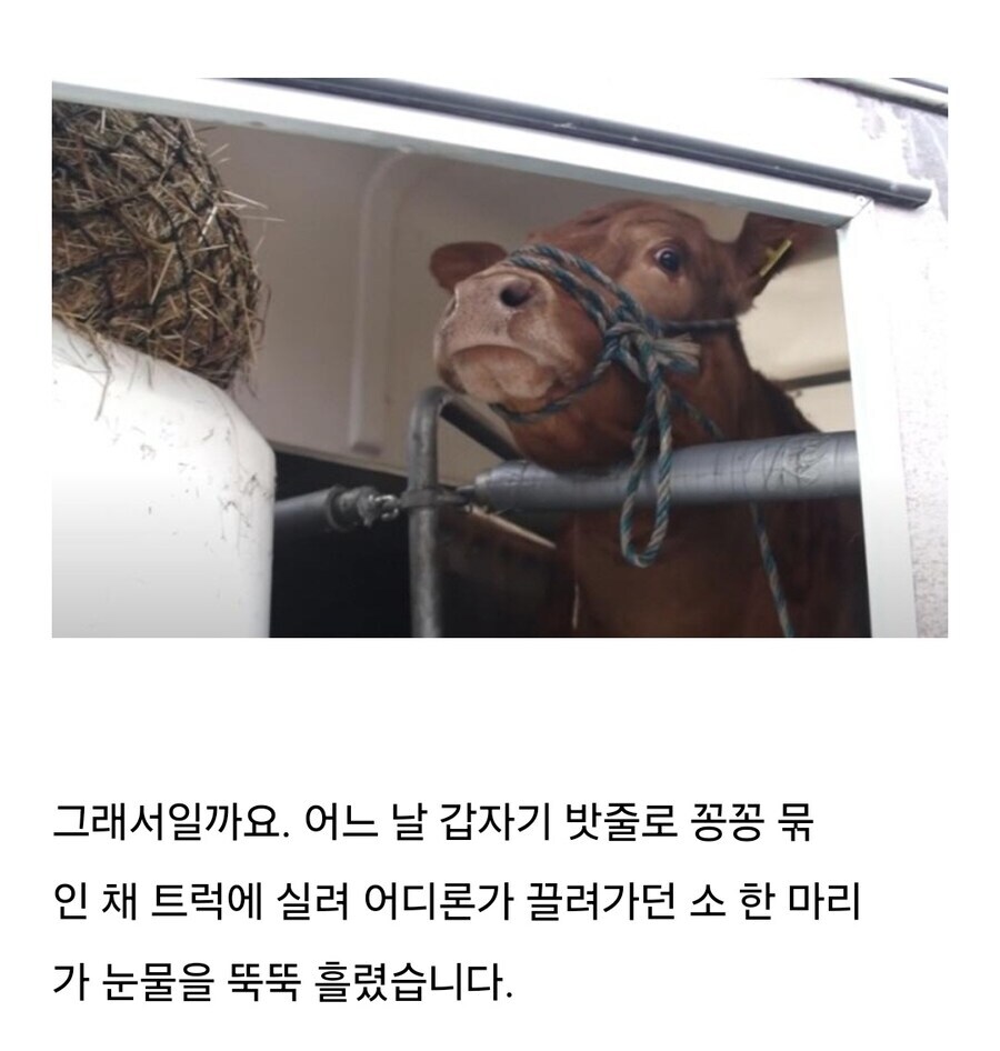 소는 도살장에 끌려가기전 자신의 죽음을 직감한다.jpg_6.jpg