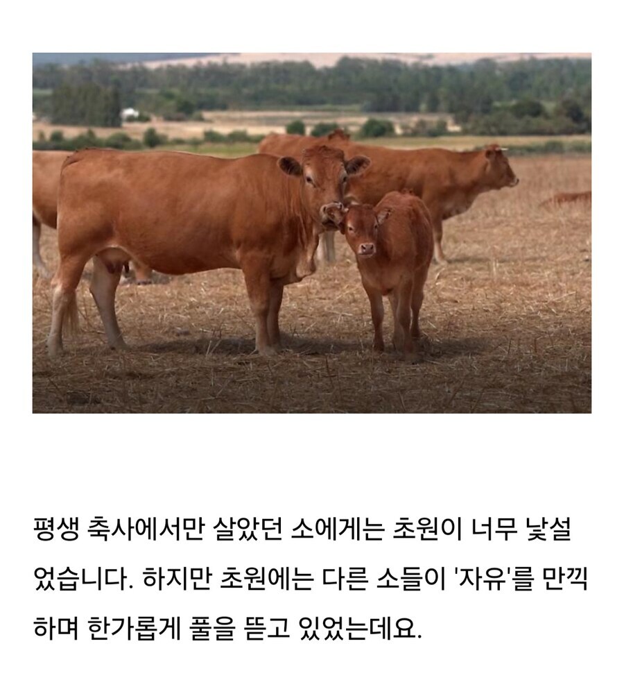 소는 도살장에 끌려가기전 자신의 죽음을 직감한다.jpg_9.jpg