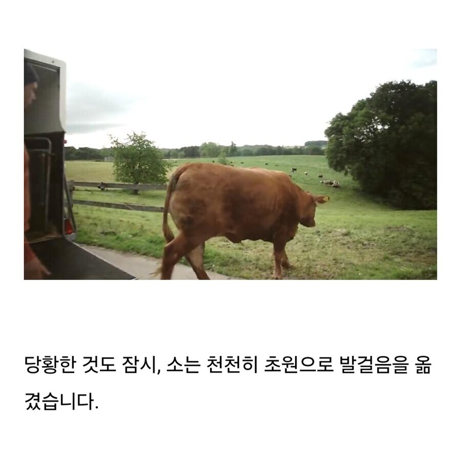 소는 도살장에 끌려가기전 자신의 죽음을 직감한다.jpg_10.jpg
