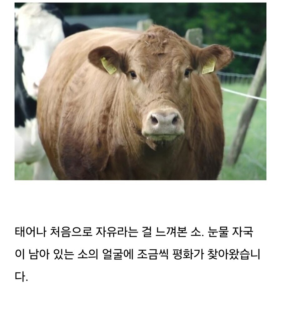 소는 도살장에 끌려가기전 자신의 죽음을 직감한다.jpg_11.jpg