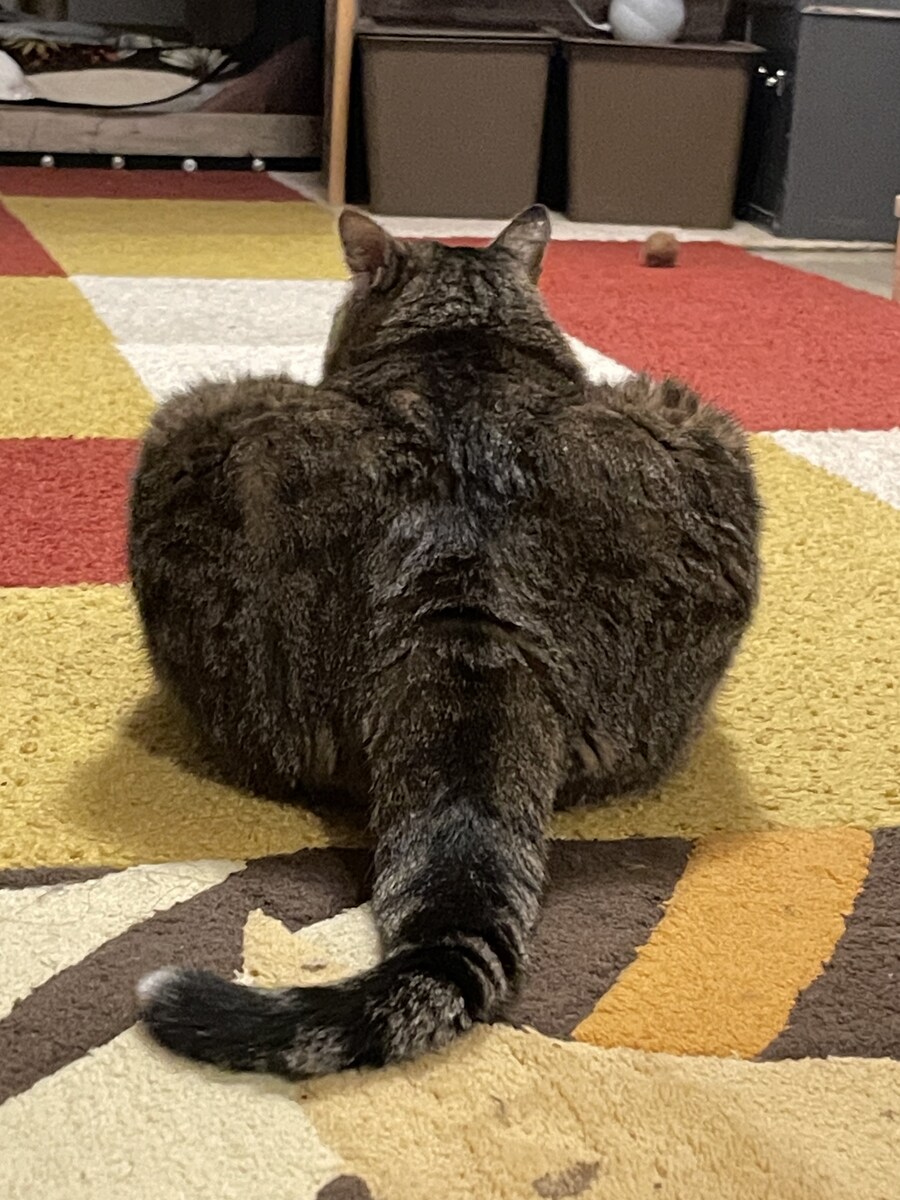 고양이가 가능한 것.jpg_1.jpg