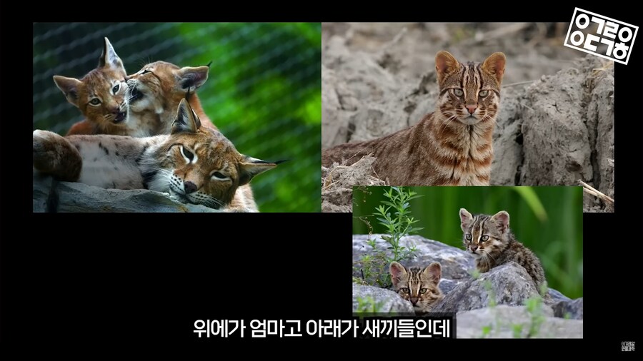 생명과학 교육의 문제_7.png