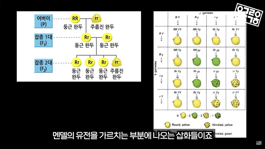 생명과학 교육의 문제_28.png