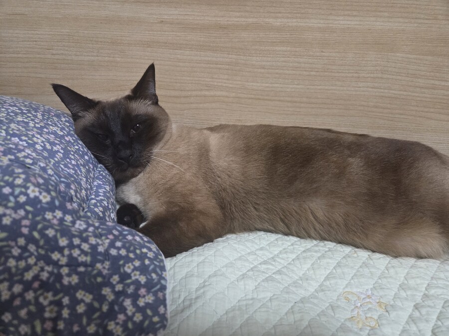 잘 생긴 것은 죄라고 하던데....진짜 죄 많은 놈이 내 옆에..._9.jpg