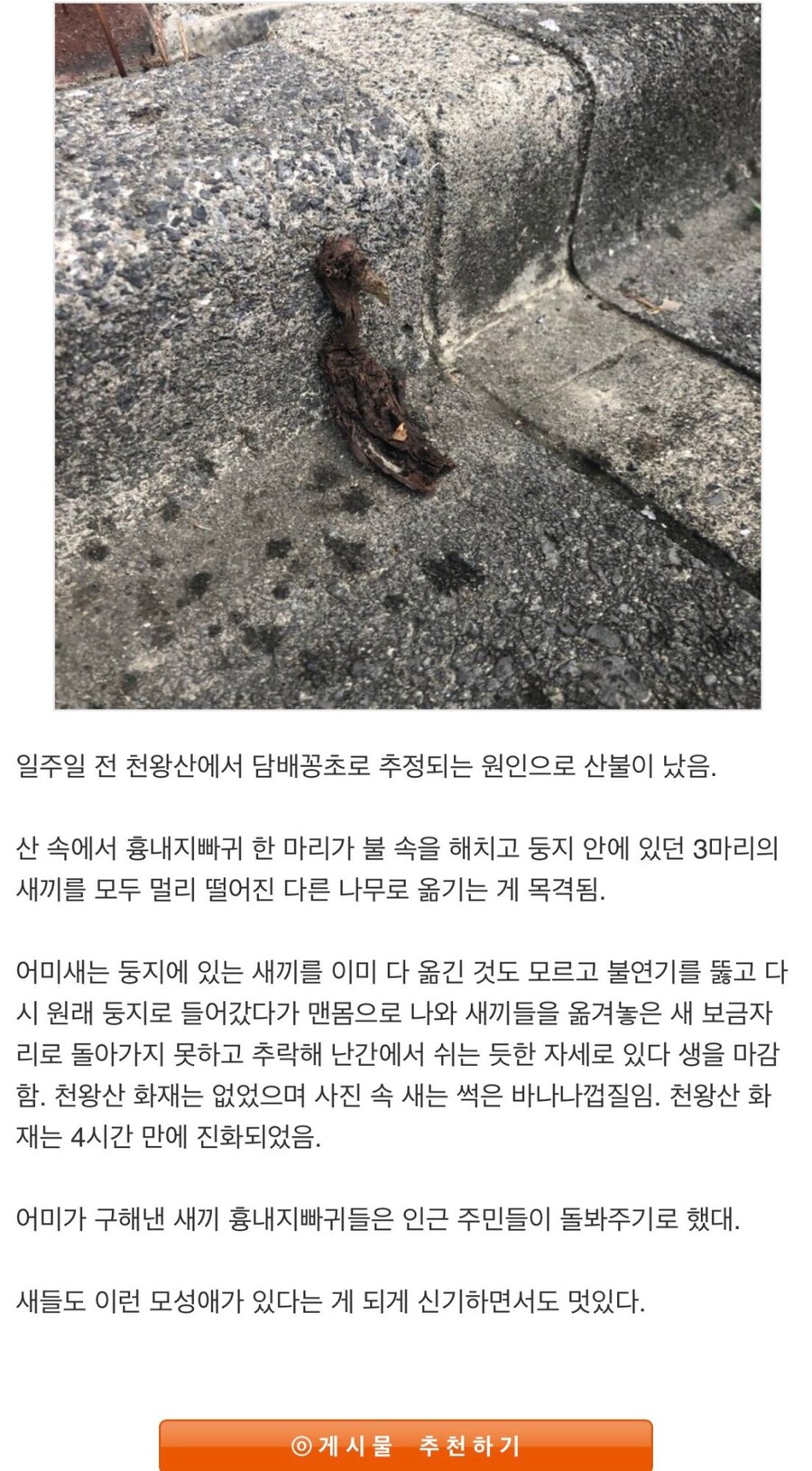 약혐) 새끼들을 구하고 불 타 죽은 어미새_1.jpg