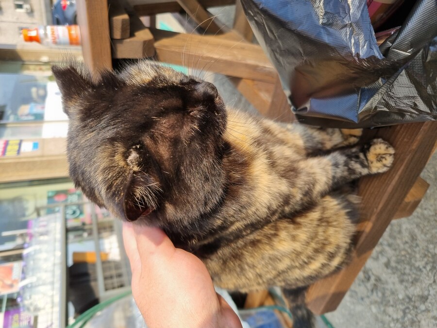 대장냥이가 콧물 흘려서 닦아줬어요_1.jpg