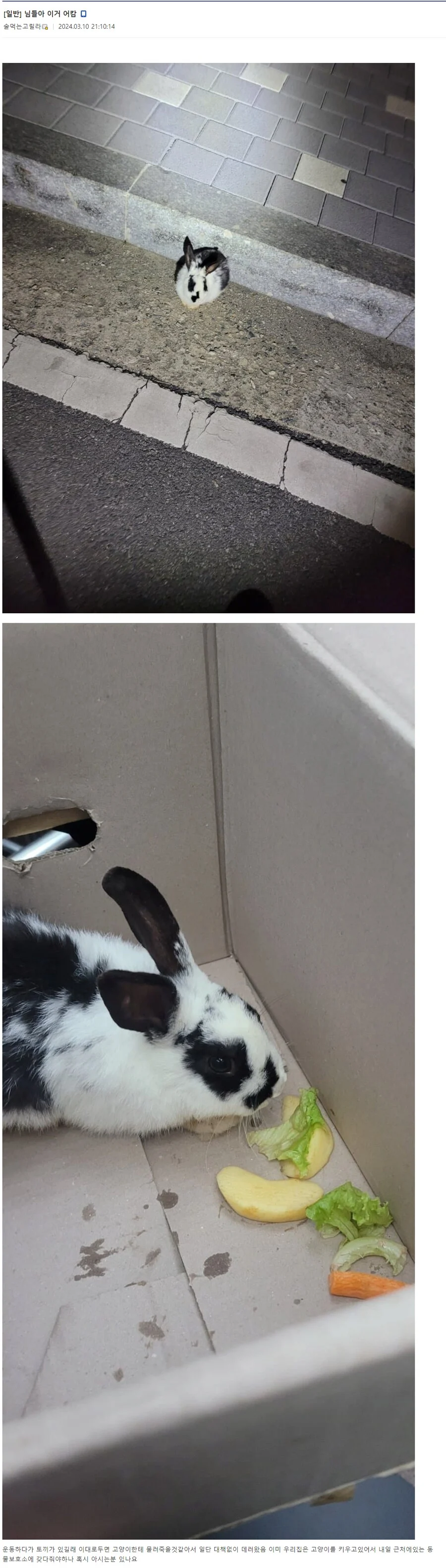 토끼 주운 유저.jpe_1.webp