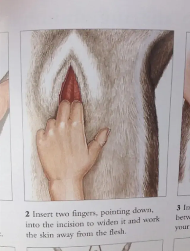 사슴 가죽 벗기기 과정 중 삽화 하나_1.webp