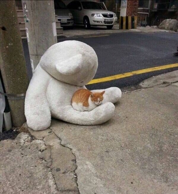 길냥이의 친구 jpg._2.jpg