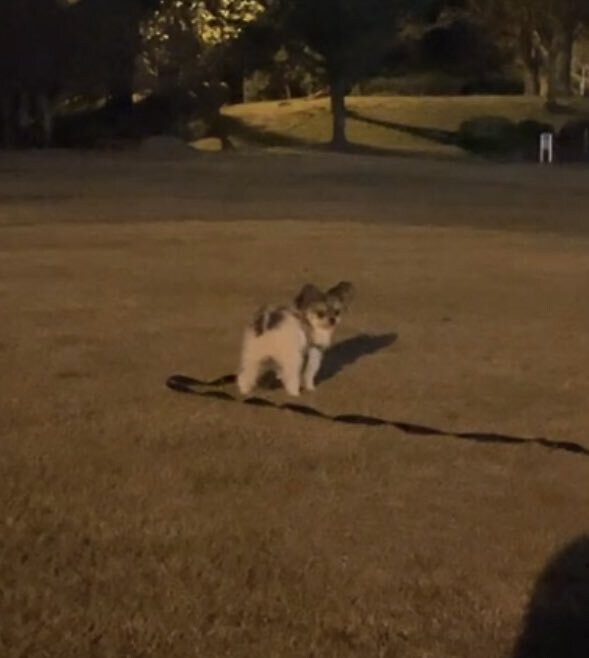 일본 트위터에서 유행한 강아지 사진 물타기_1.jpg