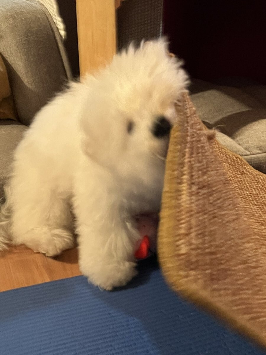 일본 트위터에서 유행한 강아지 사진 물타기_5.jpg