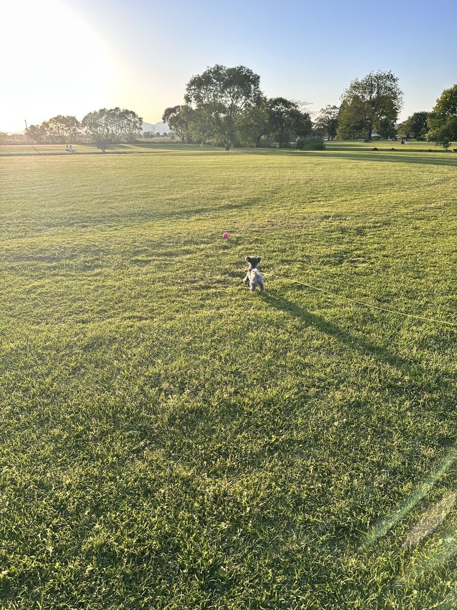 일본 트위터에서 유행한 강아지 사진 물타기_8.jpg