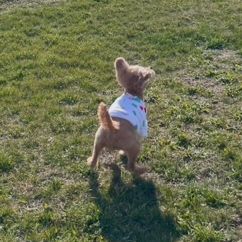 일본 트위터에서 유행한 강아지 사진 물타기_9.jpg