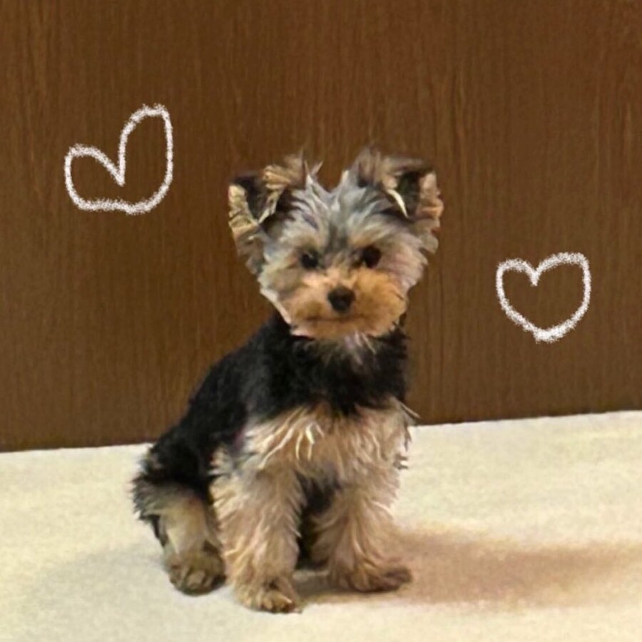 일본 트위터에서 유행한 강아지 사진 물타기_11.jpg