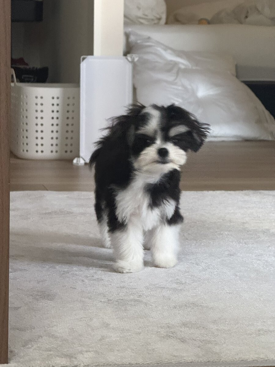 일본 트위터에서 유행한 강아지 사진 물타기_12.jpg