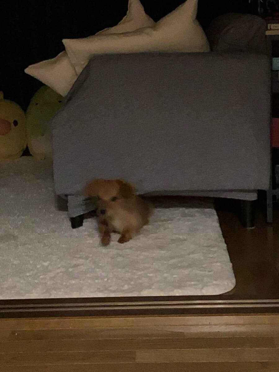 일본 트위터에서 유행한 강아지 사진 물타기_16.jpg