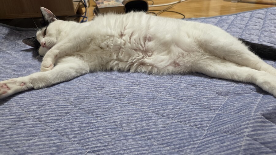 고양이가 배를 발라당 까고 있는건 신뢰하기 때문이라며_4.jpg