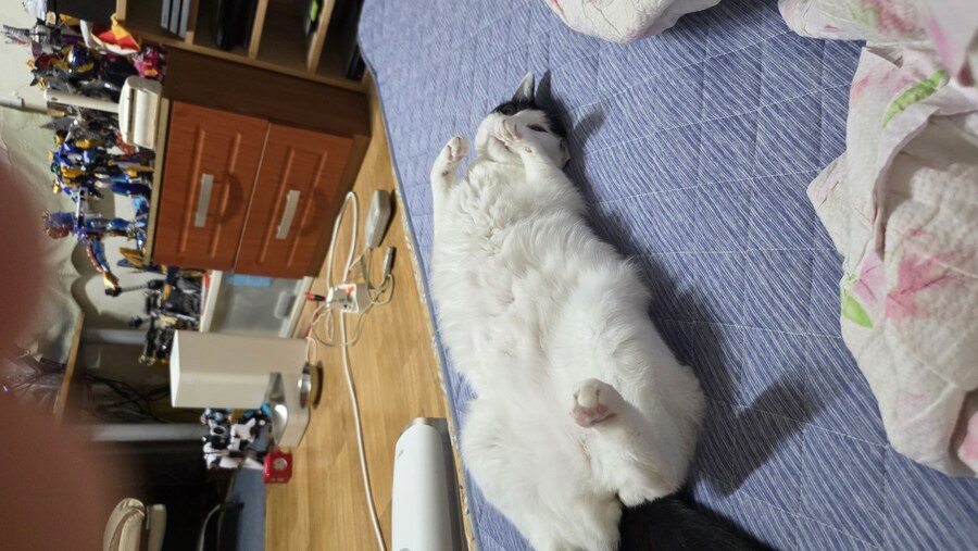 고양이가 배를 발라당 까고 있는건 신뢰하기 때문이라며_8.jpg