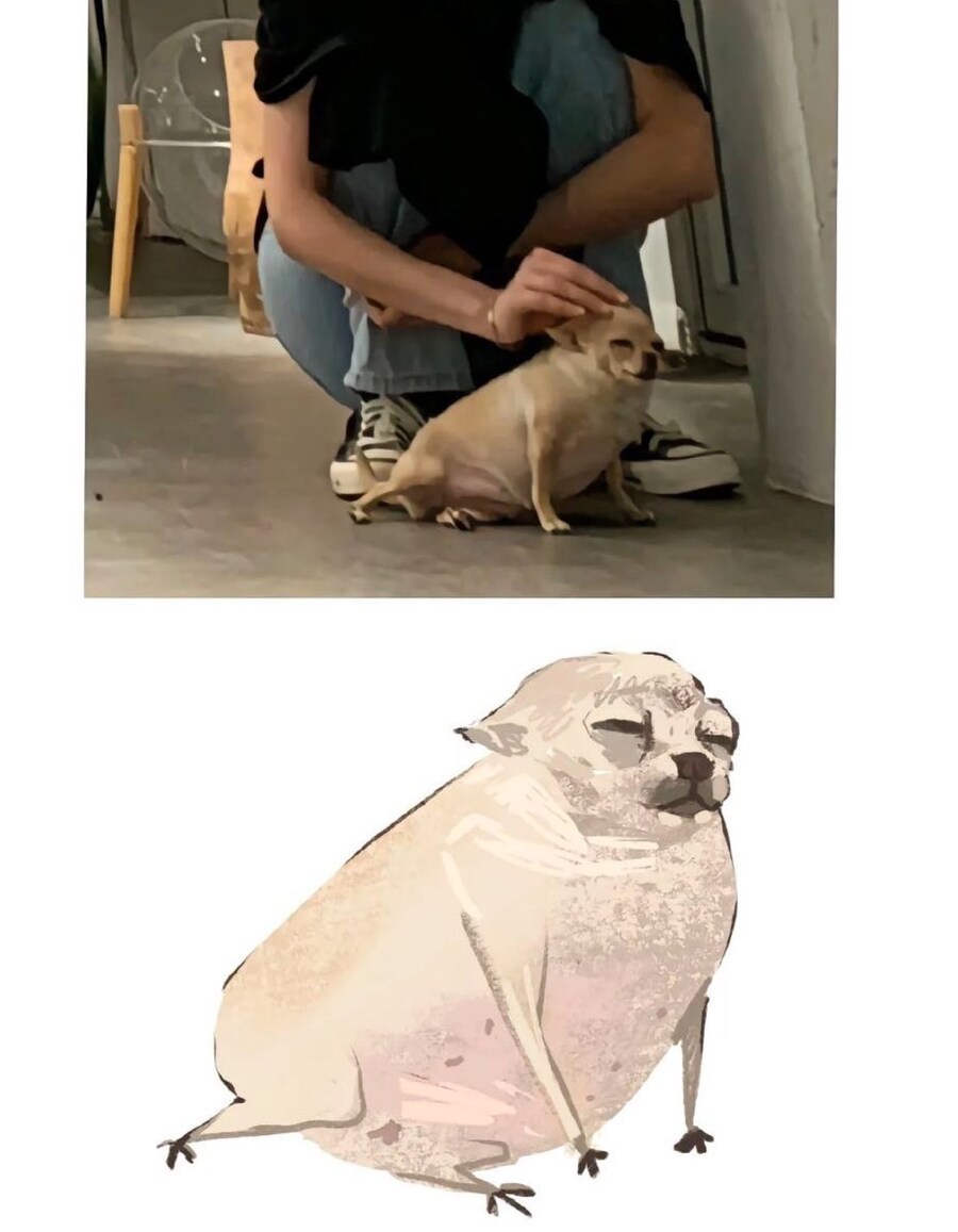 통통하고 늙은 치와와_1.jpg