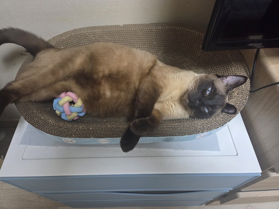 우리집 고양이 공 위치가 조금..._1.jpg