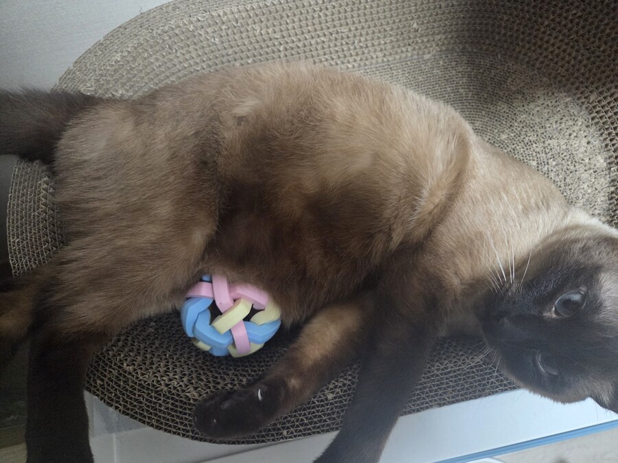 우리집 고양이 공 위치가 조금..._3.jpg