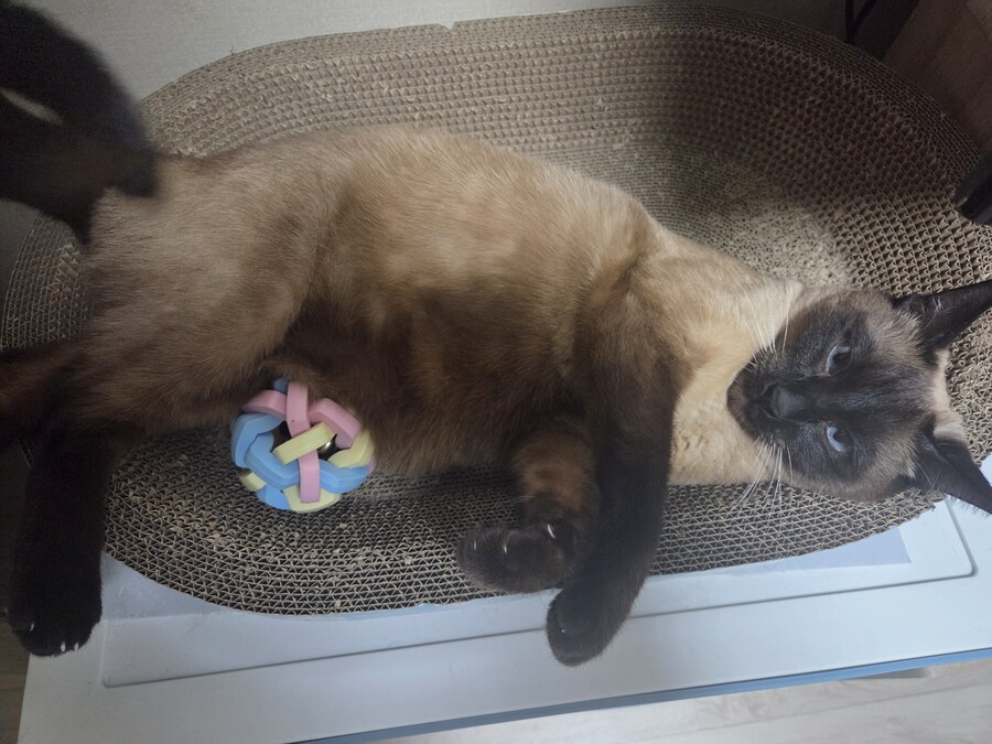 우리집 고양이 공 위치가 조금..._6.jpg