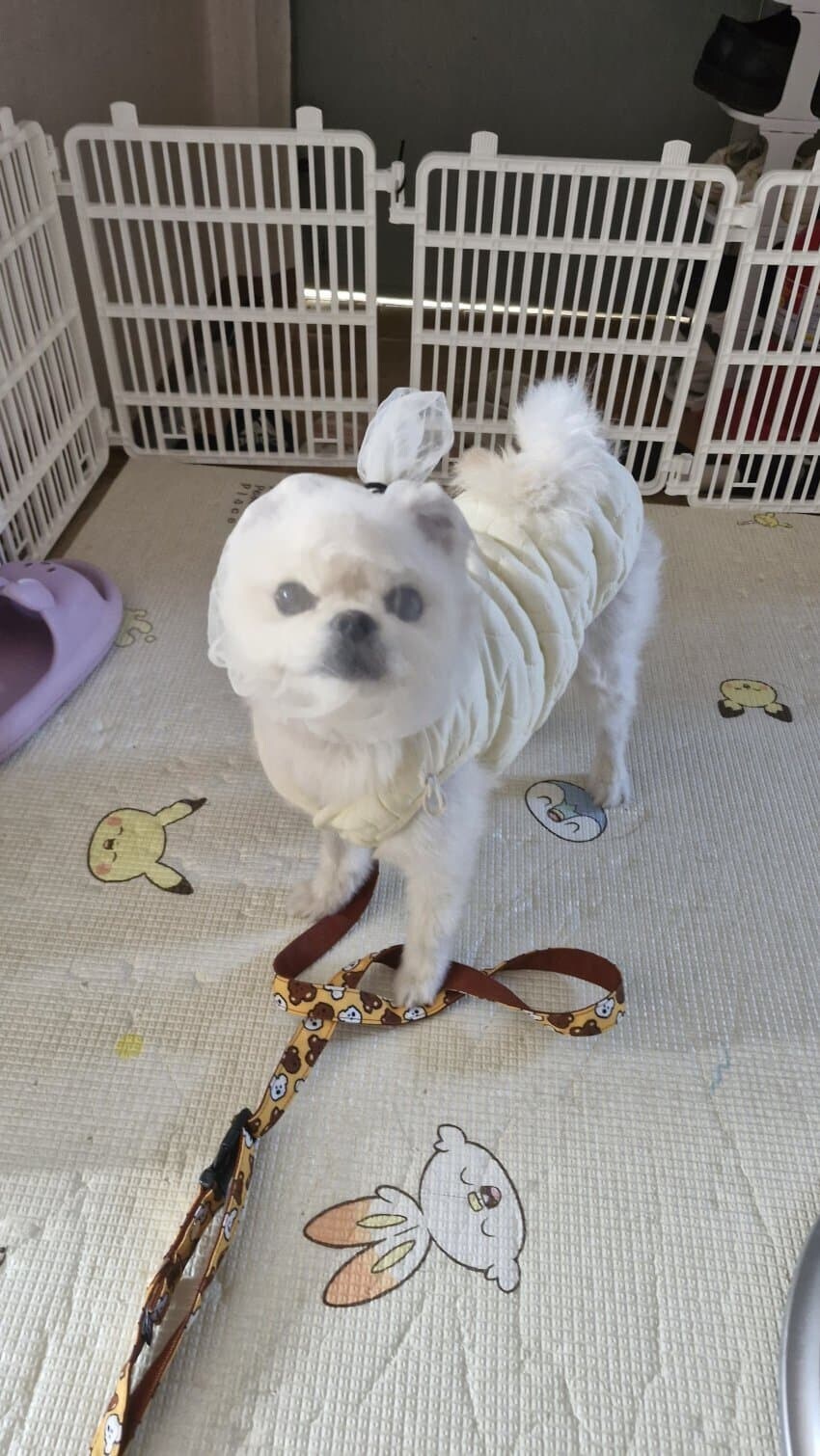 길에서 아무거나 주워먹는 강아지를 위한 대책_1.jpg