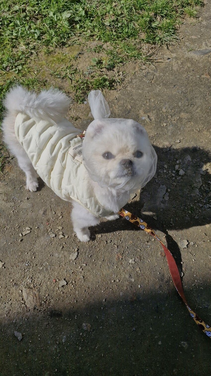 길에서 아무거나 주워먹는 강아지를 위한 대책_3.jpg