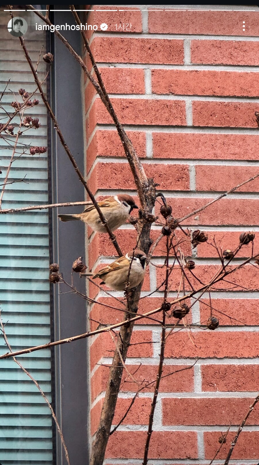 한국에 왔다간거 인증하는 호시노 겐_4.png