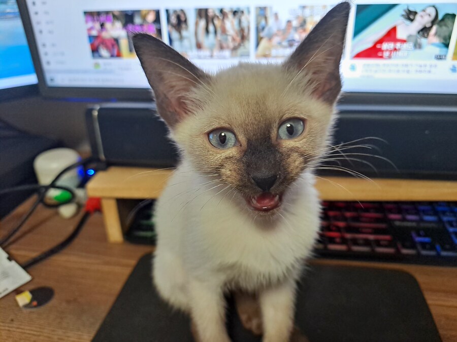 우리집 고양이 Before & After 올려봅니다!!!_2.jpg