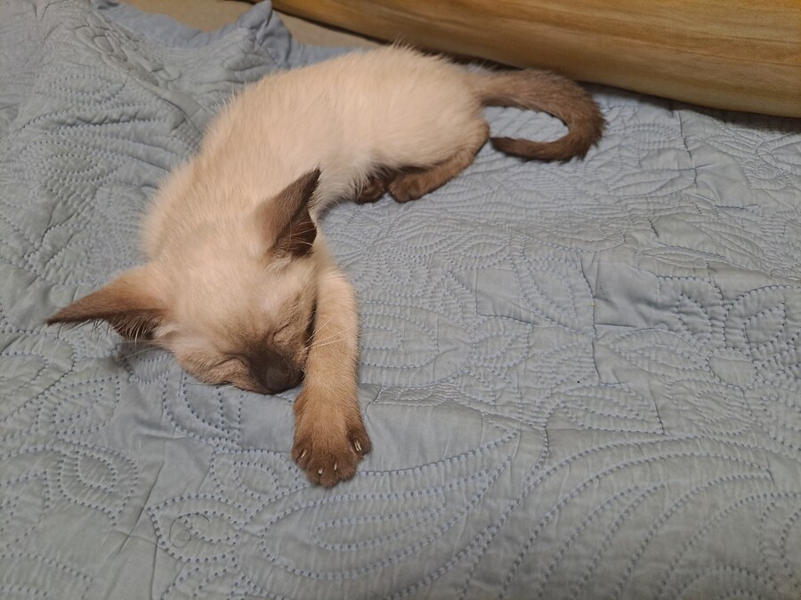 우리집 고양이 Before & After 올려봅니다!!!_4.jpg