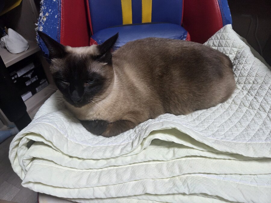 우리집 고양이 Before & After 올려봅니다!!!_7.jpg