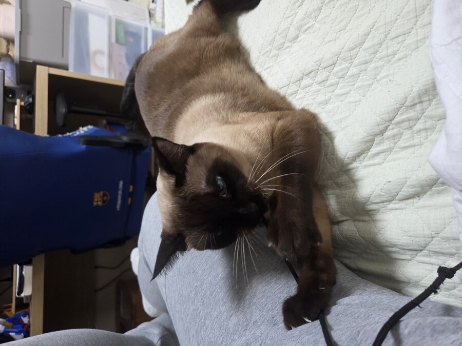 우리집 고양이 Before & After 올려봅니다!!!_9.jpg