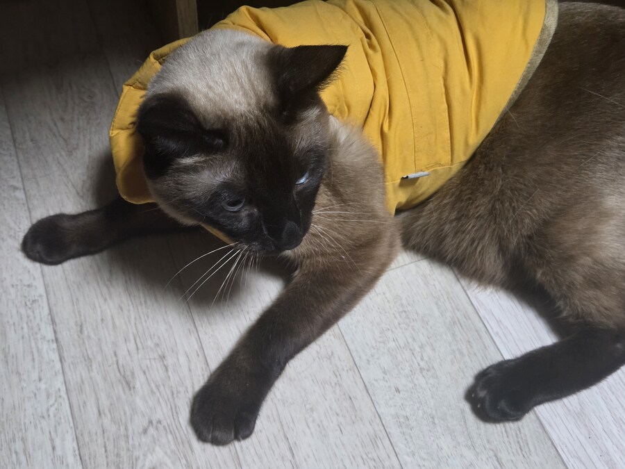 우리집 고양이 Before & After 올려봅니다!!!_10.jpg