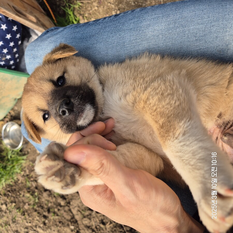 원조 오리지날 리얼 똥개_4.jpg