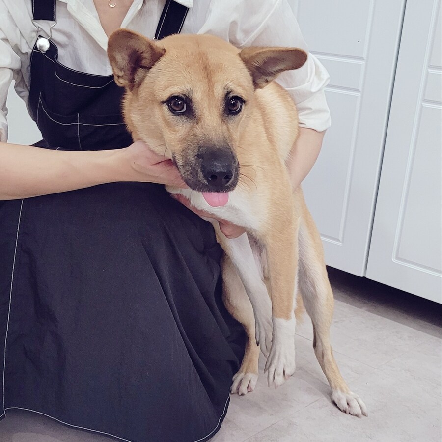 원조 오리지날 리얼 똥개_9.jpg