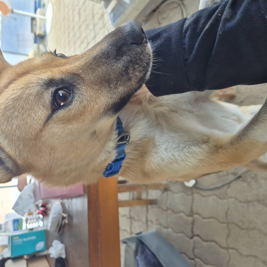 원조 오리지날 리얼 똥개_12.jpg