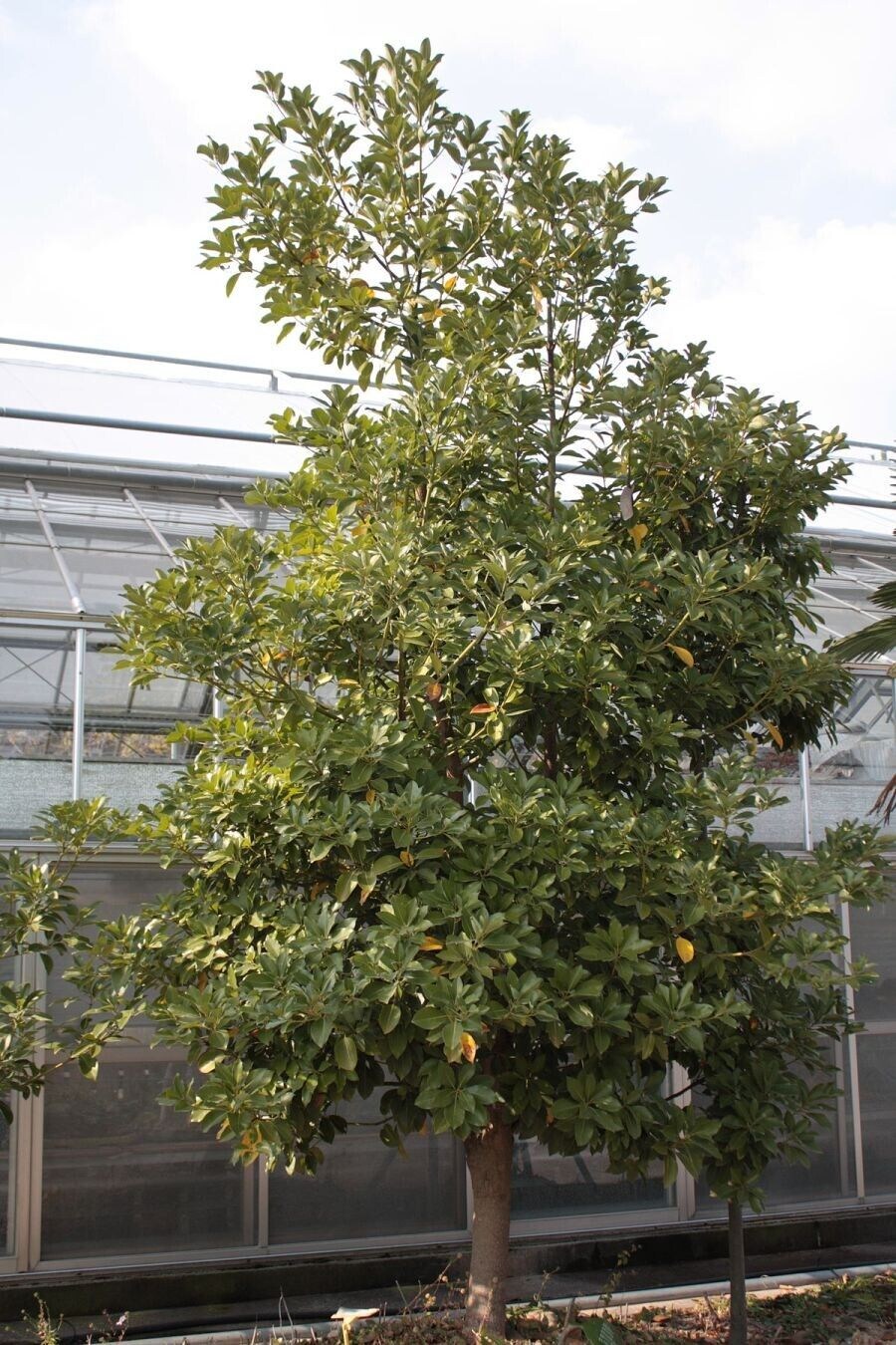 울릉도 호박엿의 진실_2.jpg